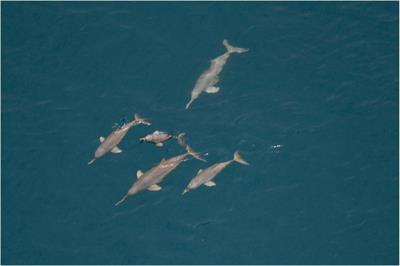 A Synthesis of the Ecology, Human-Related Threats and Conservation Perspectives for the Endangered Franciscana Dolphin